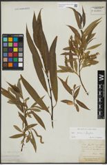 Foto von Salix alba L. x Salix fragilis L.